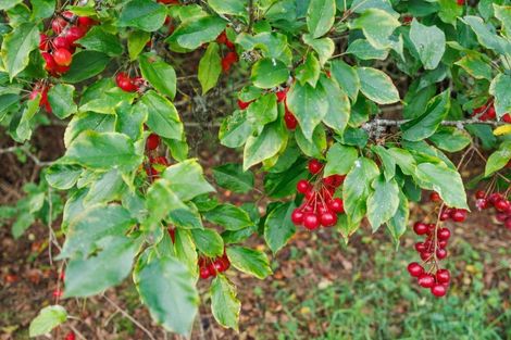 Photo of property in 82 Flygers Line, Milson, Palmerston North, 4478