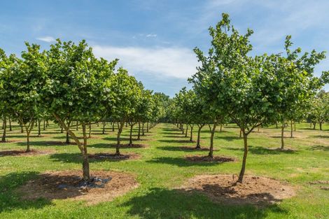 Photo of property in 973 Hoskyns Road, West Melton, Christchurch, 7671