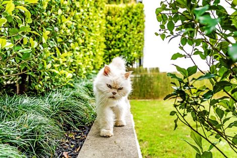 Photo of property in 71a Ngataringa Road, Devonport, Auckland, 0624