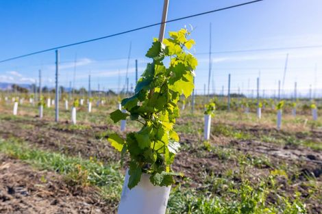 Photo of property in 365 Jones Road, Grovetown, Blenheim, 7273