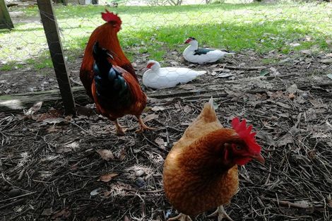 Photo of property in 10b Aongatete Road, Aongatete, Katikati, 3181