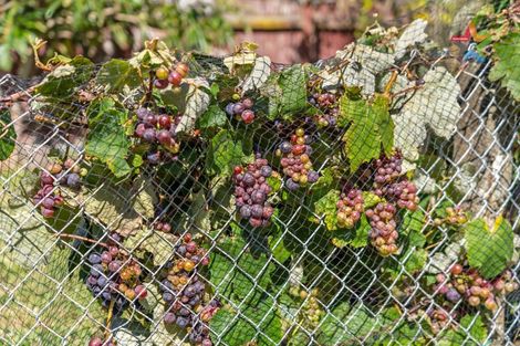 Photo of property in 6 Foster Street, Taita, Lower Hutt, 5011