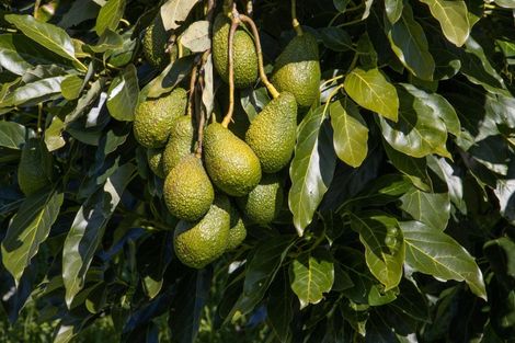 Photo of property in 231 Walford Road, Aongatete, Katikati, 3181