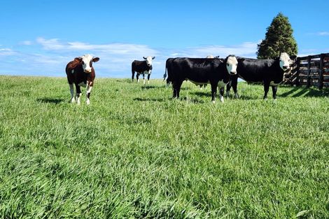 Photo of property in 125 Davis Road, Waiongana, Inglewood, 4389