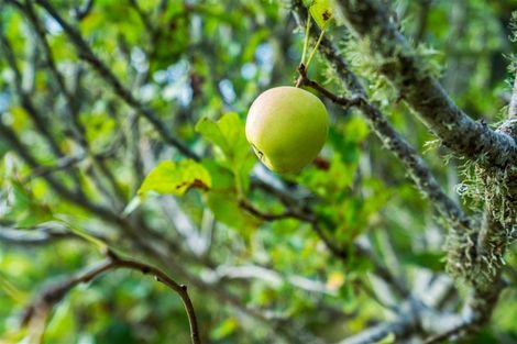 Photo of property in 39 Ormandy Road, Maungakaramea, Whangarei, 0178