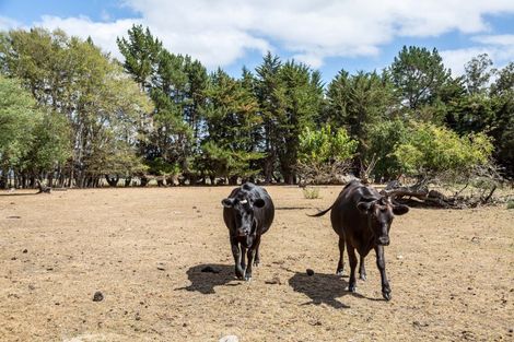 Photo of property in 299 Bidwills Cutting Road, Morison Bush, Greytown, 5794