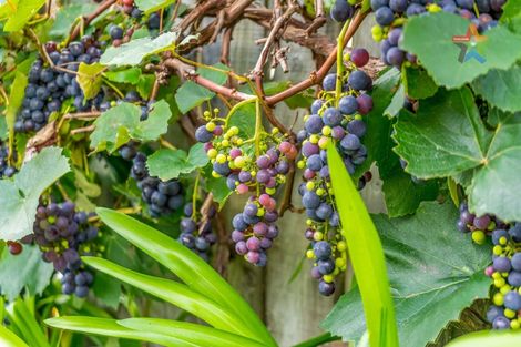 Photo of property in 5 Mokopuna Grove, Stokes Valley, Lower Hutt, 5019