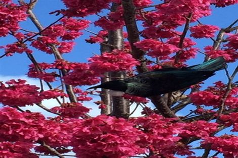 Photo of property in 4 Checkerberry Court, Henderson, Auckland, 0612