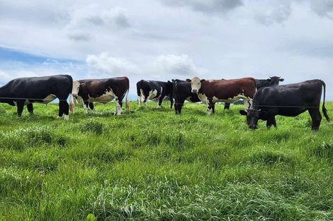 Photo of property in 697 Maungatawhiri Road, Raglan, 3295