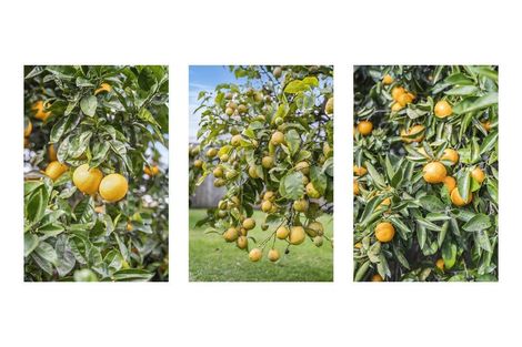 Photo of property in 36 Boucher Avenue, Te Puke, 3119