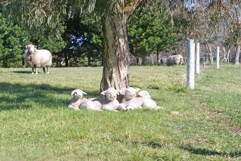 Photo of property in 31 Whitewood Crescent, West Melton, Christchurch, 7675