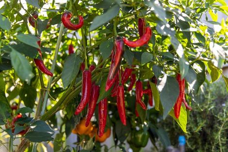 Photo of property in 174 Doncaster Drive, Papamoa Beach, Papamoa, 3118