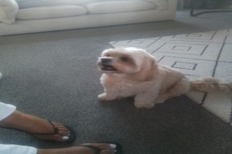 Photo of property in 46 Plescher Crescent, Leamington, Cambridge, 3432