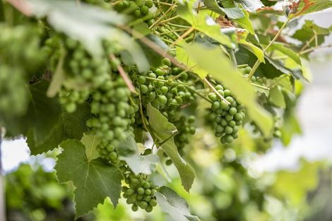 Photo of property in 962 Churchill Road, Pukekawa, Tuakau, 2696