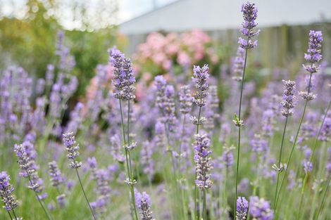 Photo of property in 219 Beach Road, Kaikoura, 7300