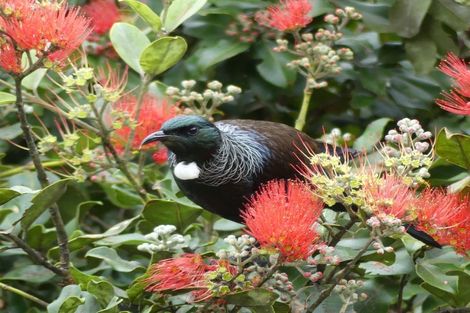 Photo of property in 190 Waiwhiu Road, Dome Valley, Warkworth, 0981
