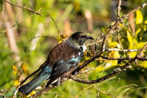 Photo of property in 28 Nikau Heights, Little Wanganui, Karamea, 7893