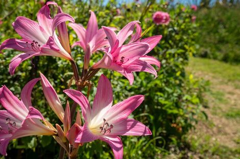 Photo of property in 159 Emma Drive, Manakau, Levin, 5573