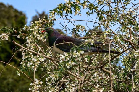 Photo of property in 317 Pongakawa Valley Road, Lake Rotoma, Rotorua, 3074