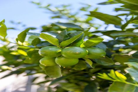 Photo of property in 174 Doncaster Drive, Papamoa Beach, Papamoa, 3118