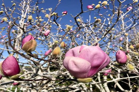 Photo of property in 91 Somerville Road, Somerville, Auckland, 2014