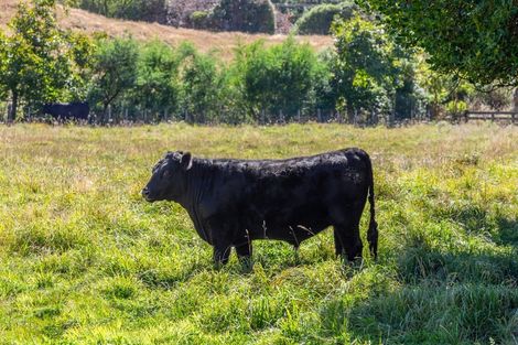 Photo of property in 800 Wainui Main Road, Wainui, Akaroa, 7582