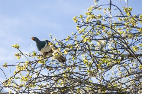 Photo of property in 142 Rue Jolie, Akaroa, 7520
