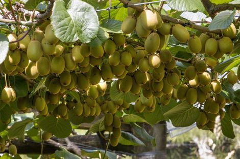 Photo of property in 231 Walford Road, Aongatete, Katikati, 3181