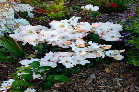 Photo of property in 33a Kenneth Gillies Way, Birchville, Upper Hutt, 5372