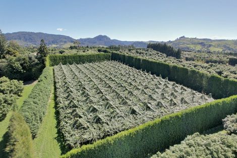 Photo of property in 6a Woodland Road, Tahawai, Katikati, 3170