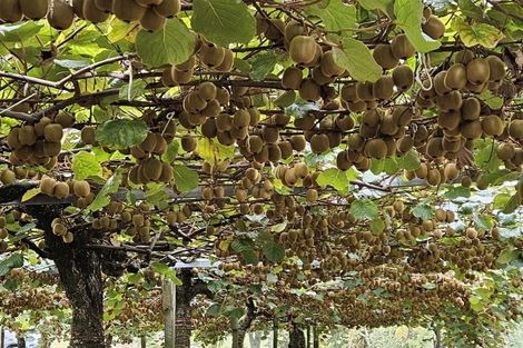 Photo of property in 1395 No 3 Road, Te Puke, 3183