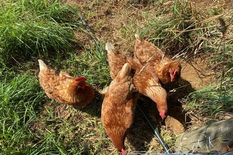 Photo of property in 102 Kennedy Road, Waikino, Waihi, 3682