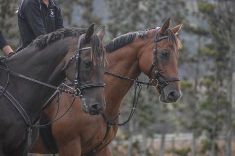 Photo of property in 51 Morgan Rise, Kaukapakapa, 0873