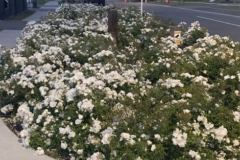 Photo of property in 26 Whitehall Drive, Springlands, Blenheim, 7201