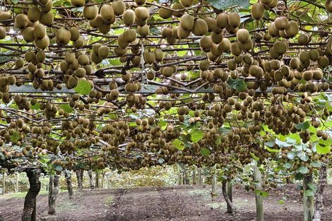 Photo of property in 1395 No 3 Road, Te Puke, 3183