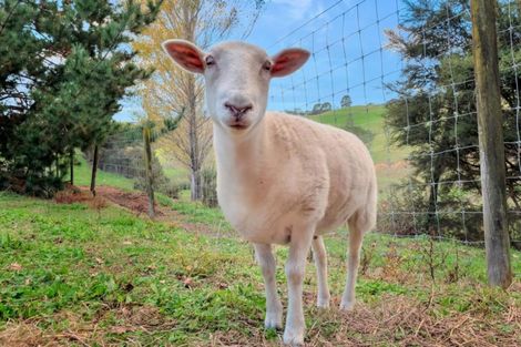 Photo of property in 31 Midland Lane, Aongatete, Katikati, 3181