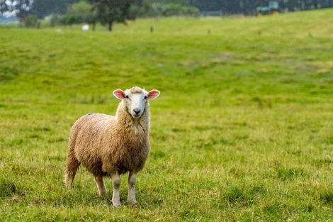 Photo of property in 1941 Tangowahine Valley Road, Tangowahine, Dargaville, 0372