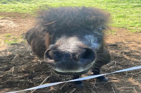 Photo of property in 453 Karioitahi Road, Karioitahi, Waiuku, 2683