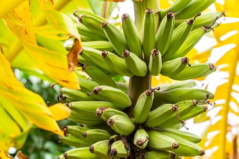 Photo of property in 70 Ranfurly Street, Dargaville, 0310