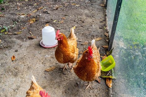 Photo of property in 26 Johnson Street, Milton, 9220