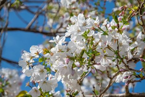 Photo of property in 211 Wilson Road, South Head, Helensville, 0874