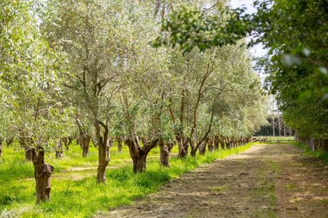 Photo of property in 179 Bidwills Cutting Road, Morison Bush, Greytown, 5794