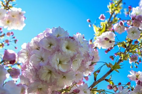 Photo of property in 805 Maitland Crescent, Mayfair, Hastings, 4122