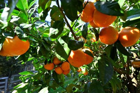 Photo of property in 87 Hartway Grove, Coatesville, Albany, 0792