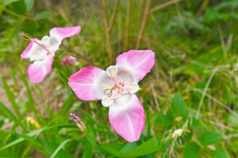 Photo of property in 75 Liverpool Street, Levin, 5510