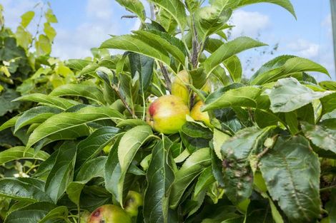 Photo of property in 37 Kashmir Avenue, Clouston Park, Upper Hutt, 5018