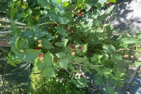 Photo of property in 153 Laingholm Drive, Laingholm, Auckland, 0604