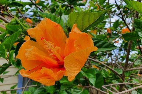 Photo of property in 52 Wallace Place, Westown, New Plymouth, 4310