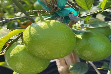 Photo of property in 7/108 West Coast Road, Glen Eden, Auckland, 0602