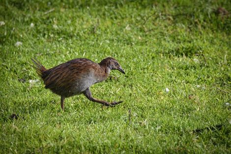 Photo of property in 22 Phillips Road, Motu, Te Karaka, 4092